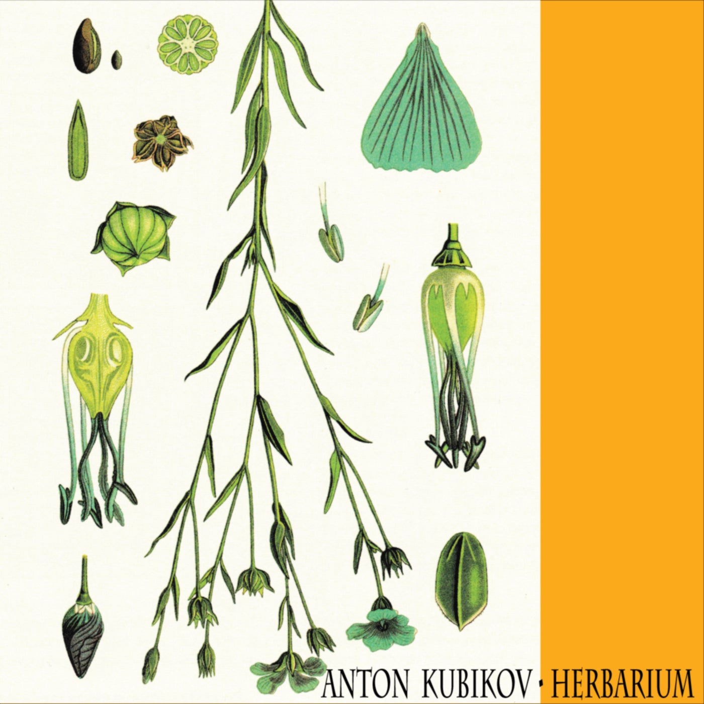 Anton Kubikov – Herbarium Part One [RT004]